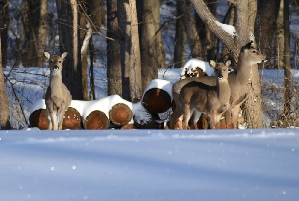 herd of goats on snow covered ground during daytime