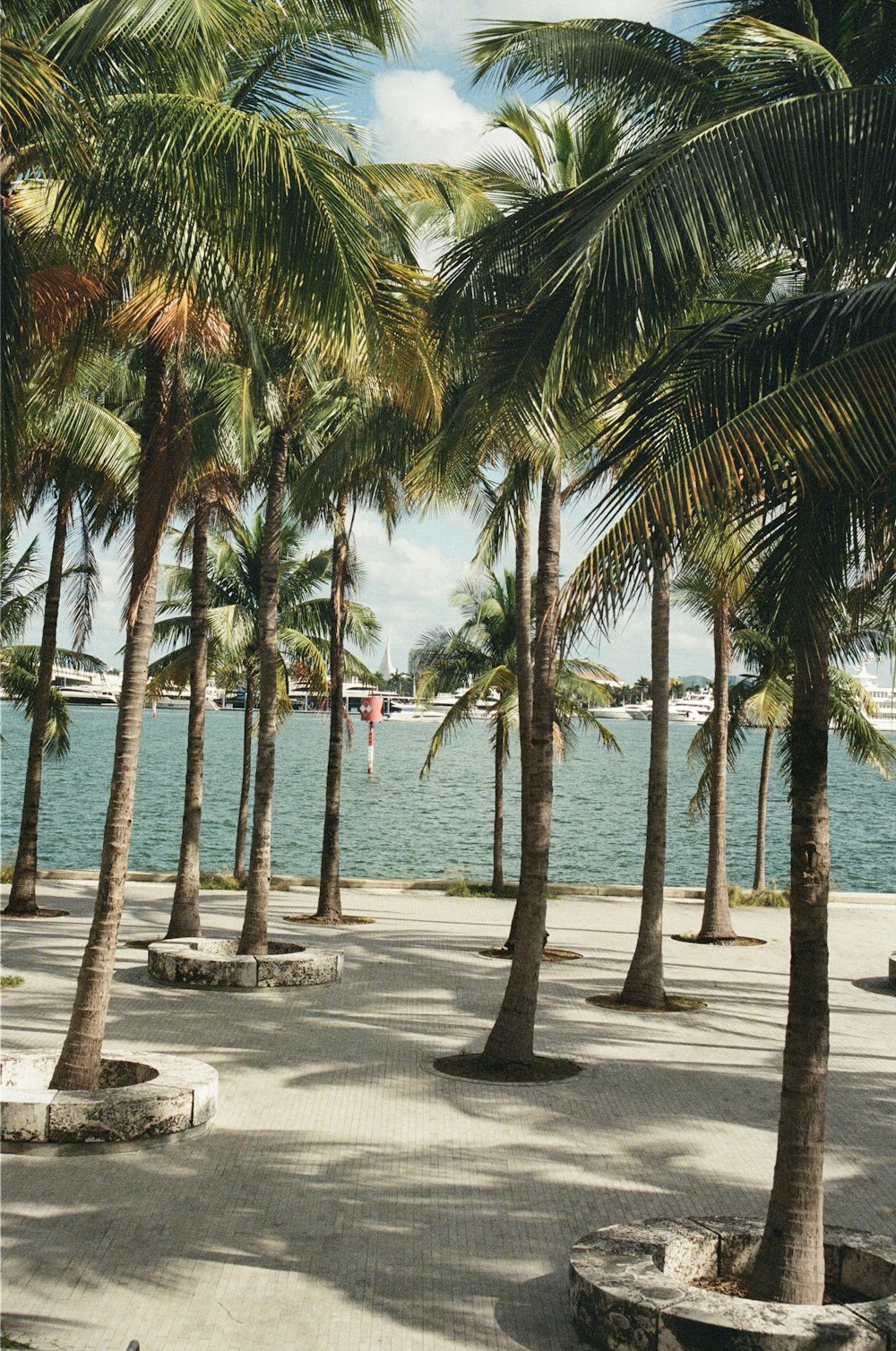 palm trees on beach shore during daytime