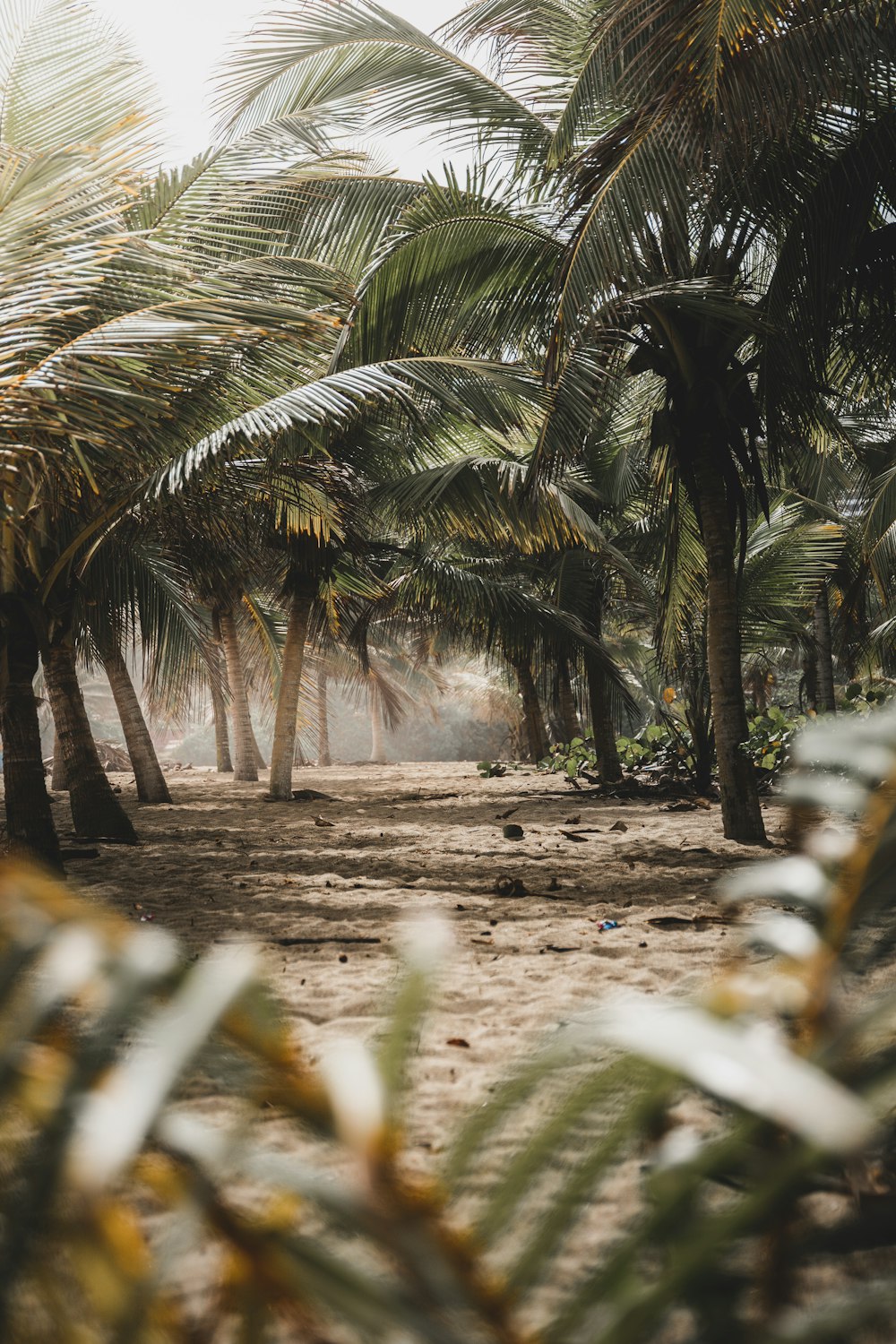 green palm tree during daytime