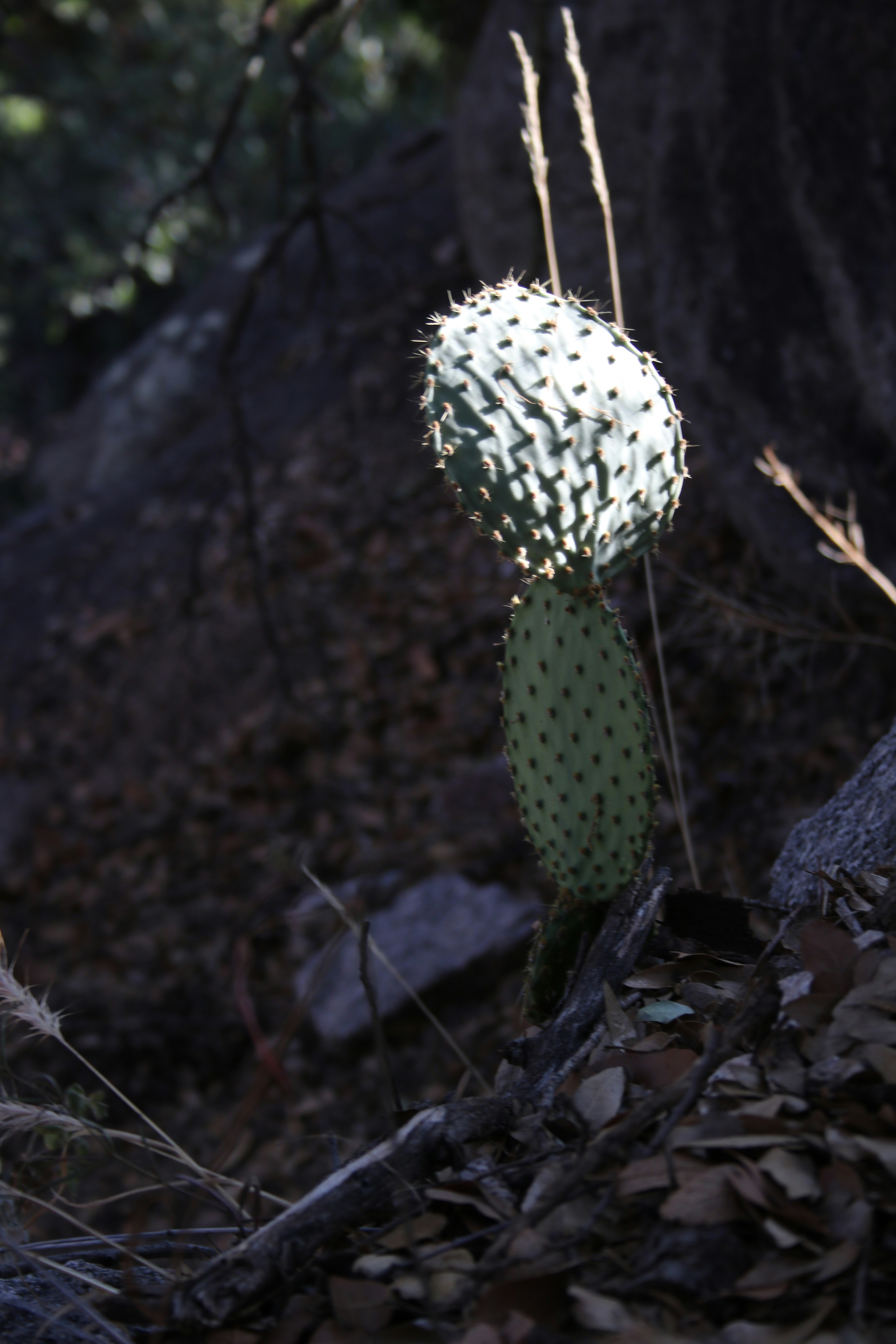 small prickly pear cactus