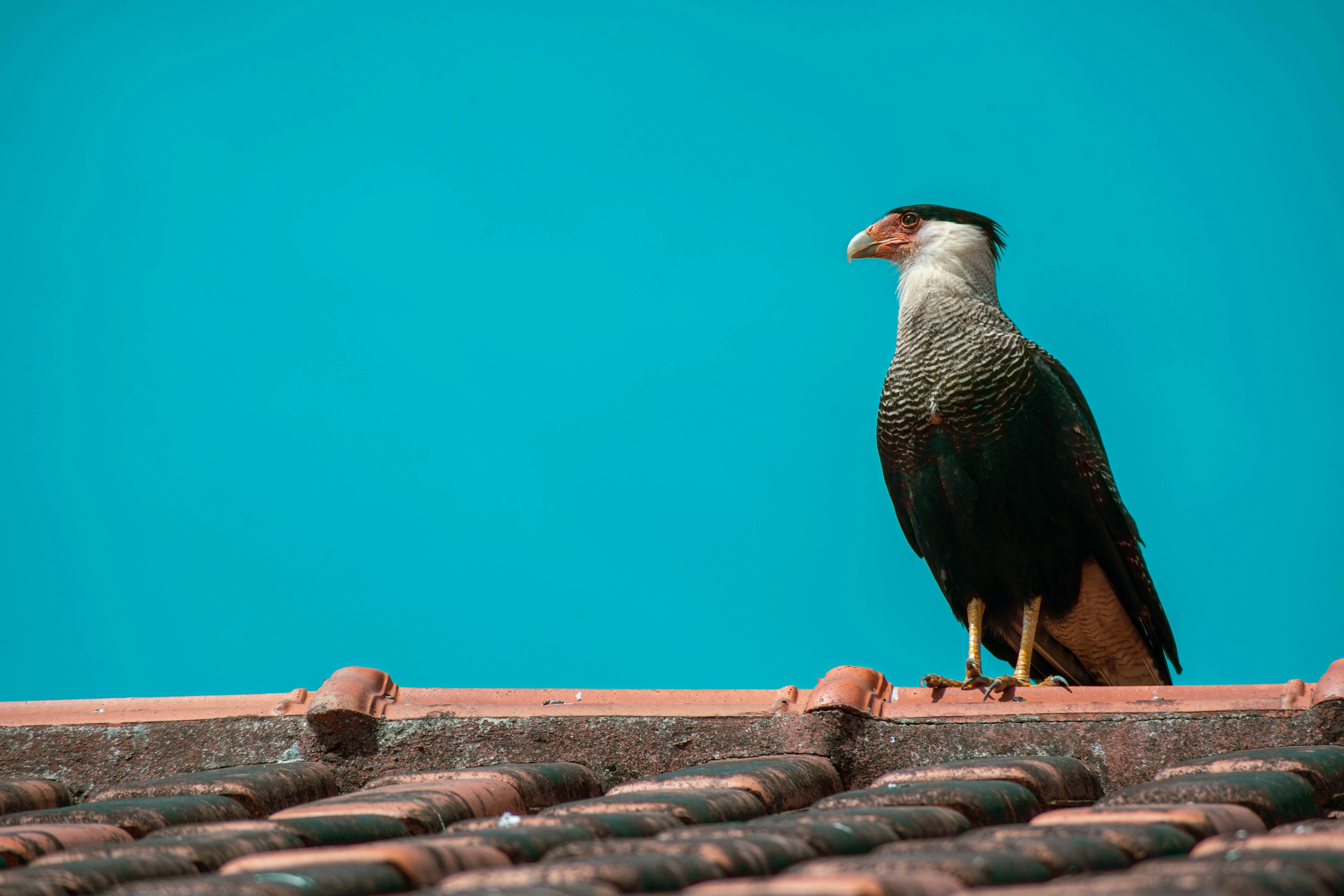 black and white bird on brown concrete wall during daytime