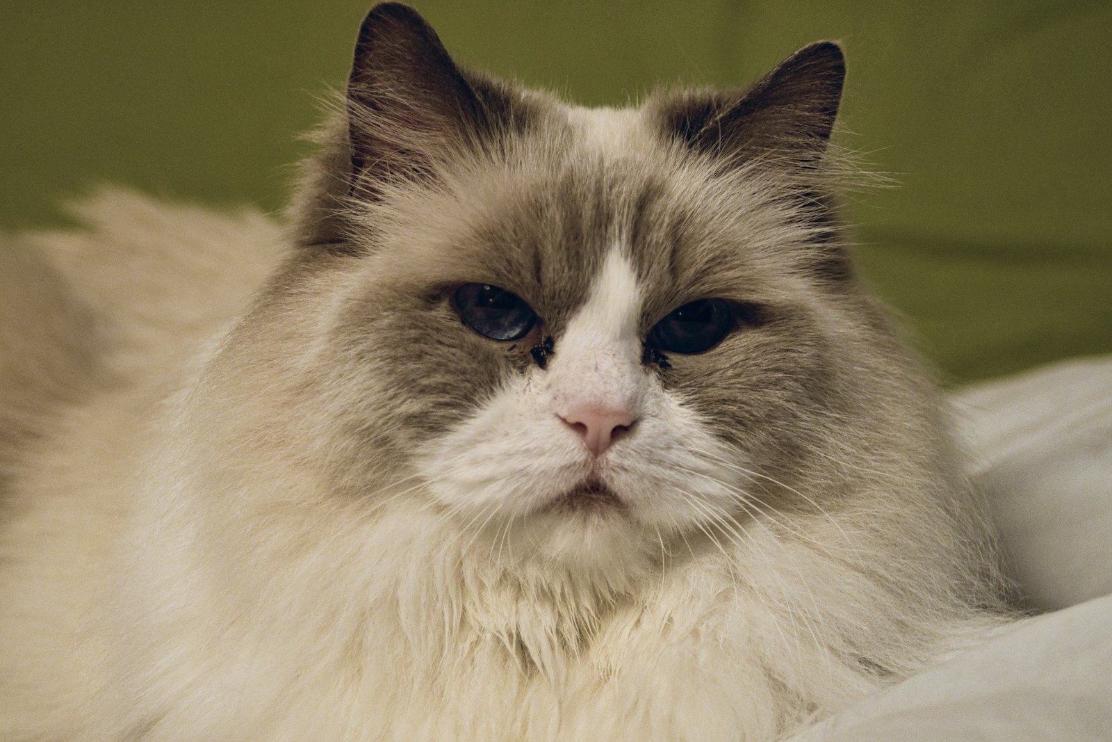 Living with a Ragdoll in an Apartment