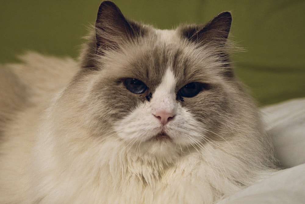 white and black long fur cat