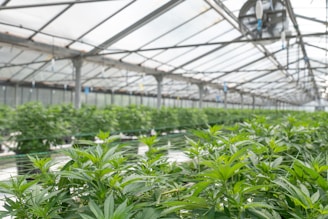 green leaf plants inside greenhouse