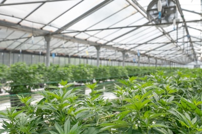 green leaf plants inside greenhouse