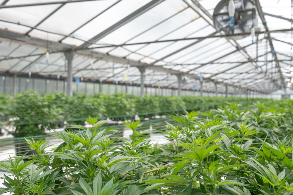 green leaf plants inside greenhouse