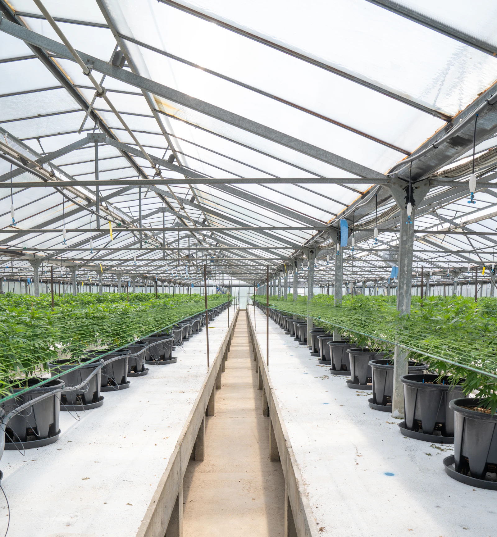 A long glasshouse aisle between rows of potted plants under a glass roof