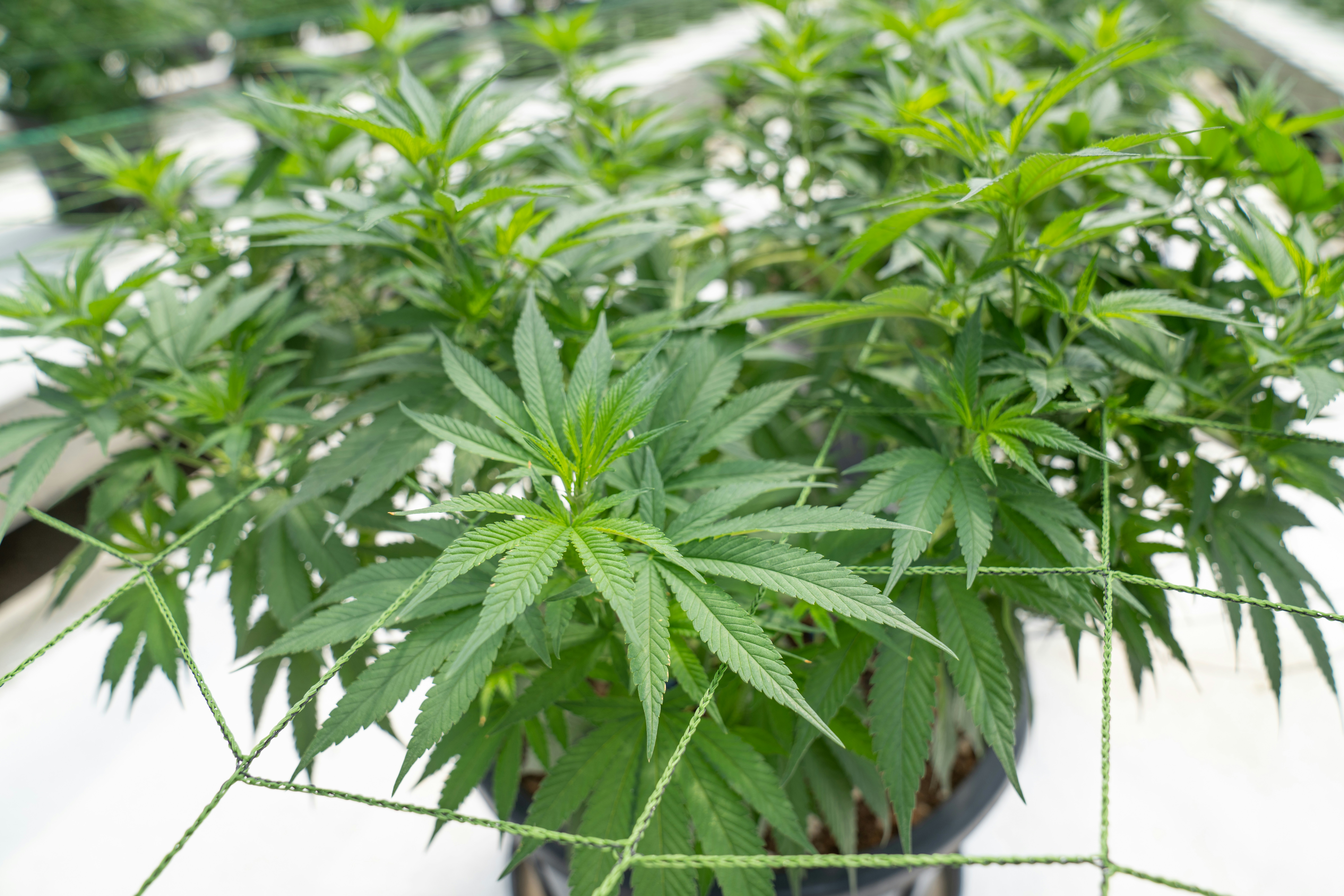 Photo by crystalweed