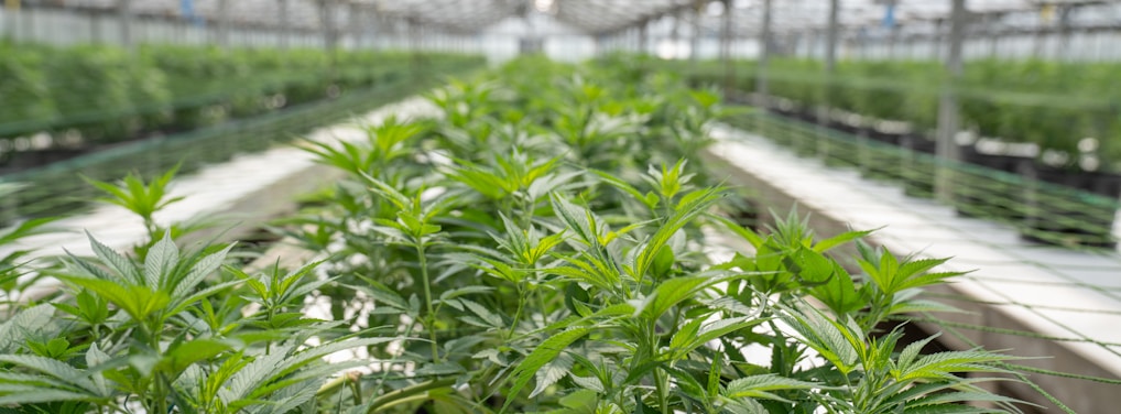 green leaf plants inside greenhouse