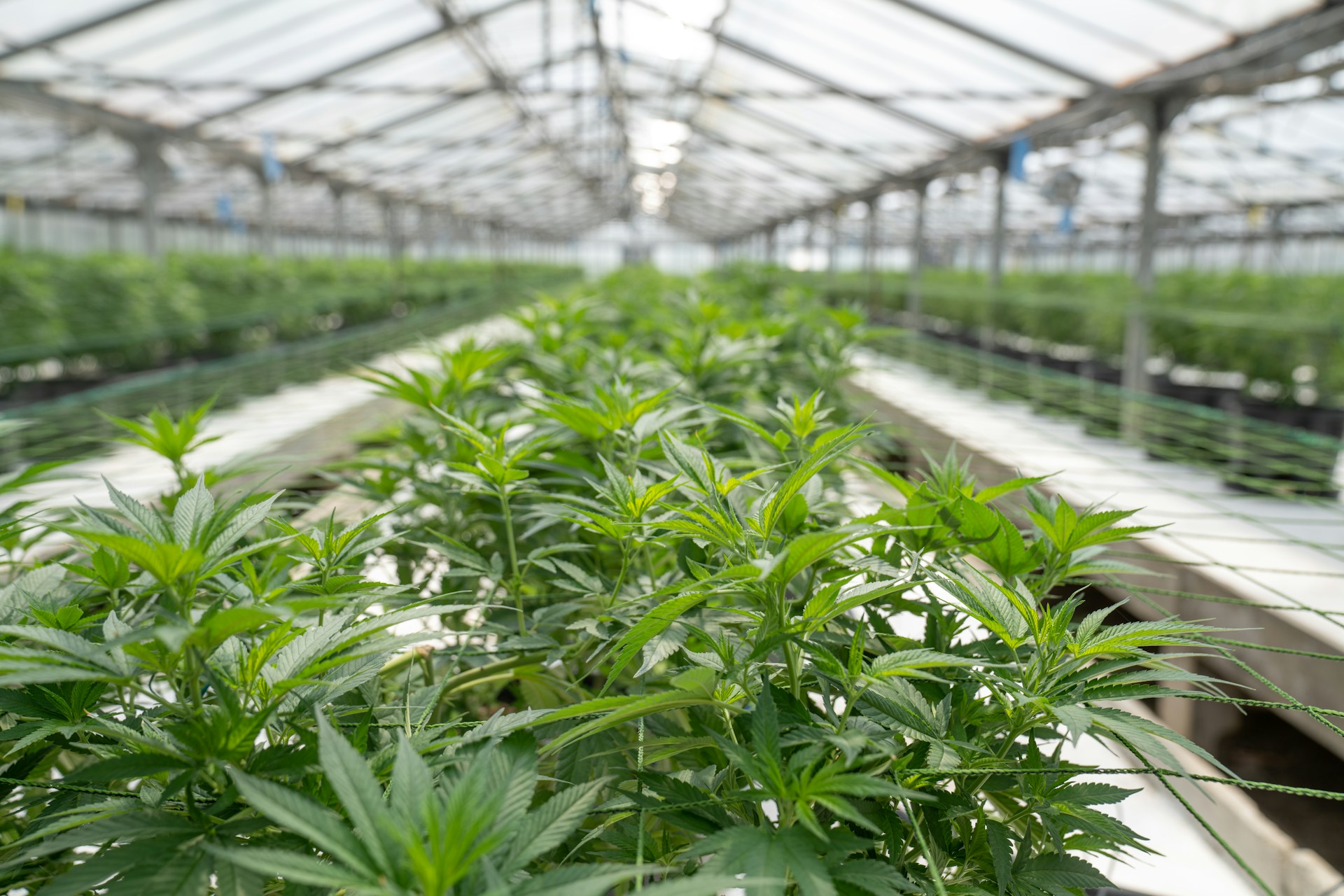 green leaf plants inside greenhouse