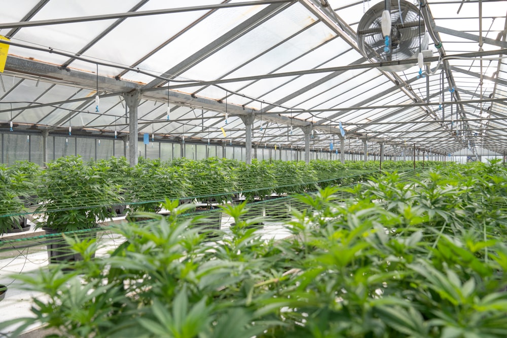 green plants inside greenhouse during daytime