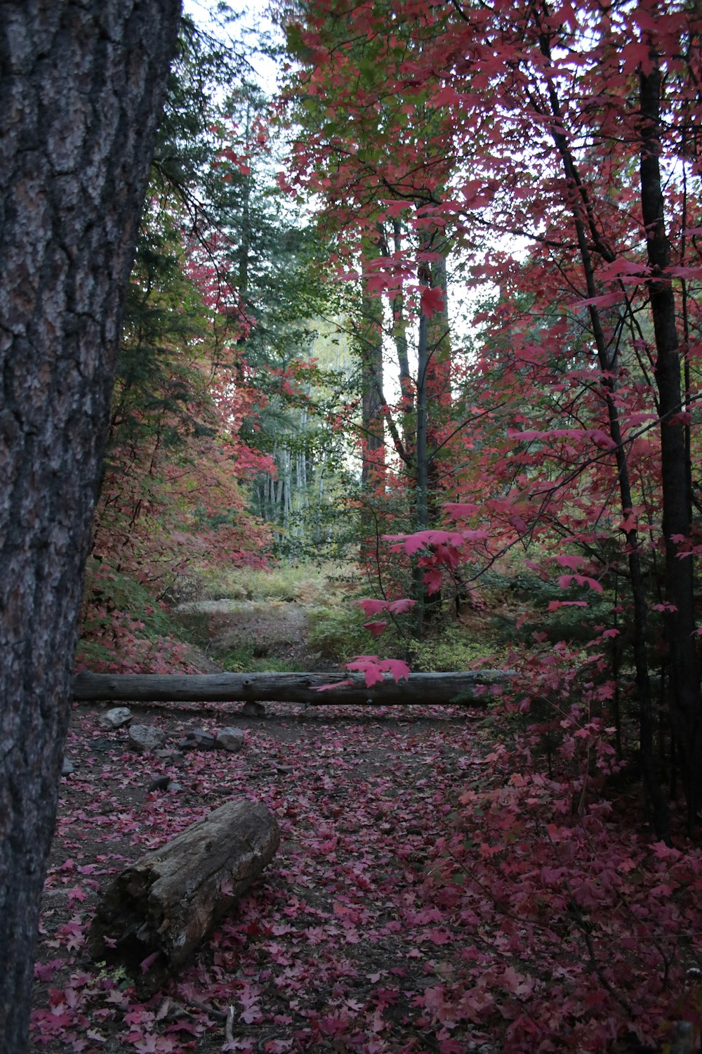 brown tree trunk on forest during daytime