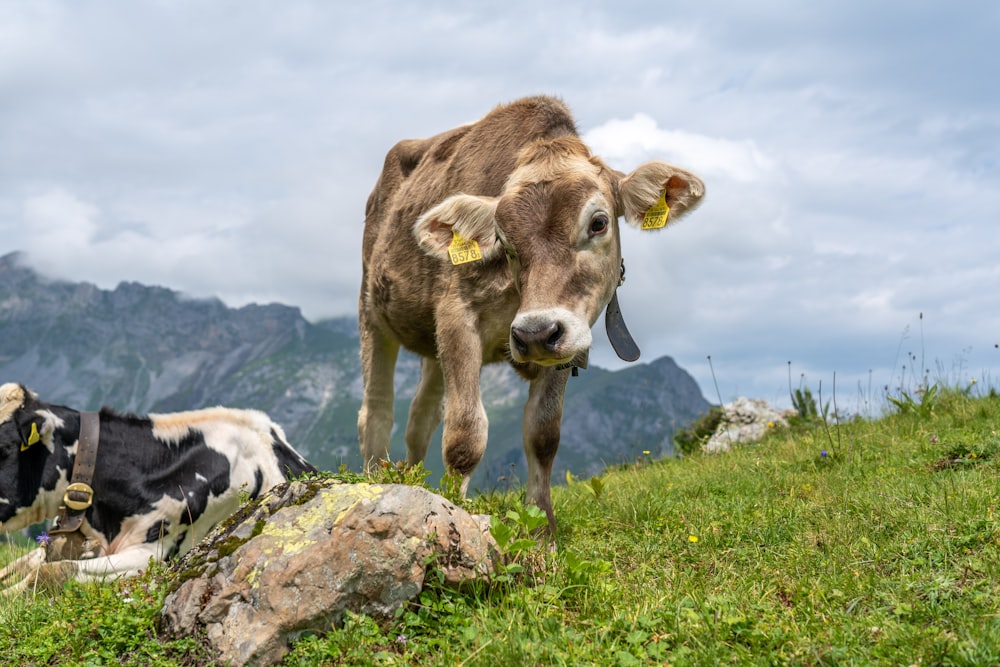 brown and white cow on green grass field during daytime