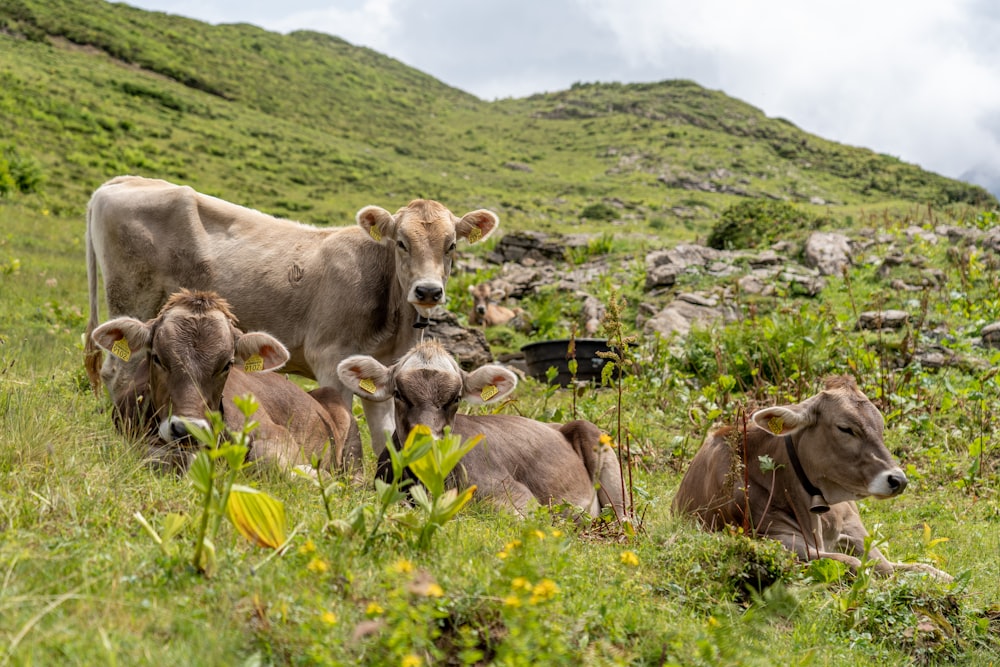 herd of sheep on green grass field during daytime