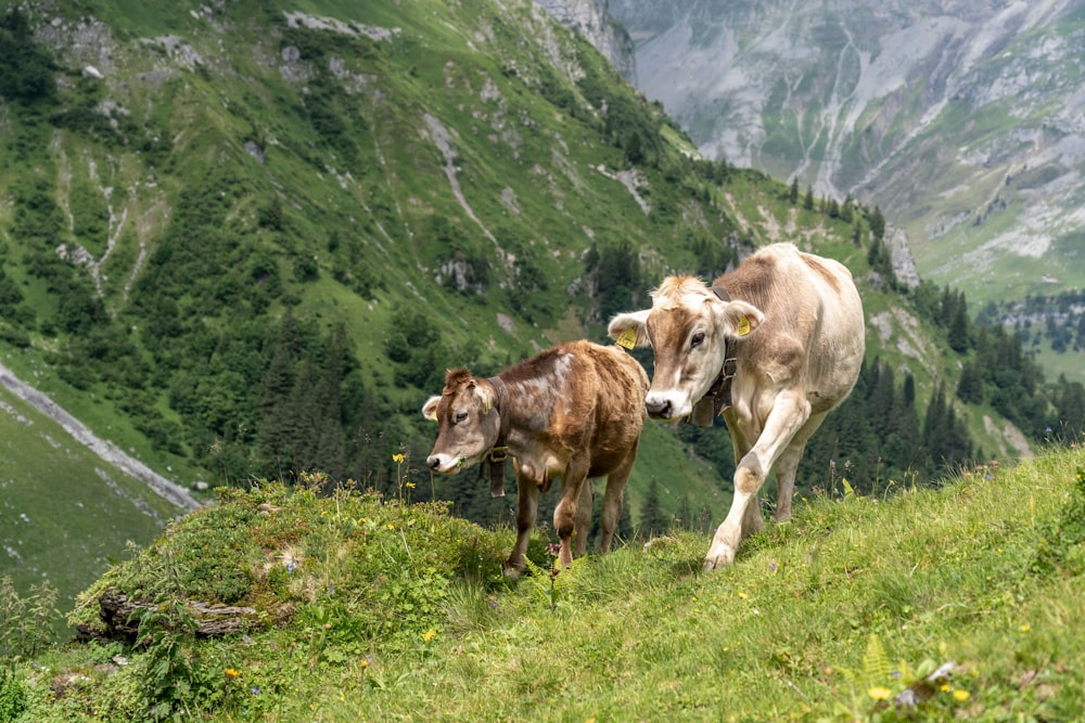 herd of cow on green grass field during daytime