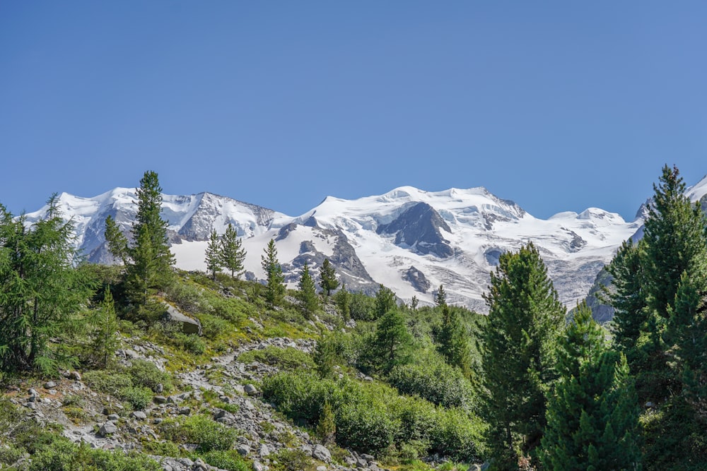 green trees near snow covered mountain during daytime