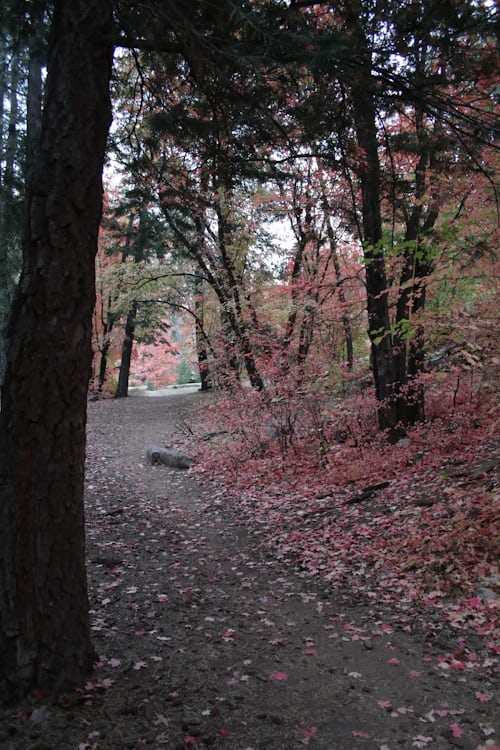 path in woods with fall leaves