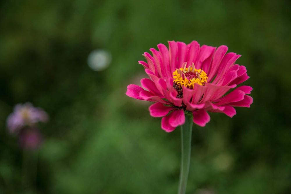 purple flower in tilt shift lens