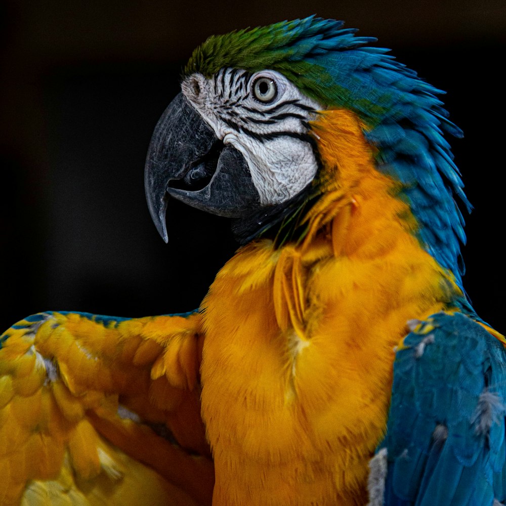 blue yellow and green parrot