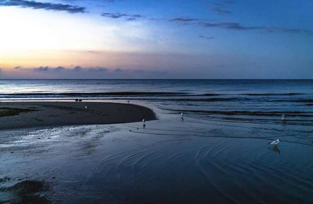 person riding on black horse on beach during sunset