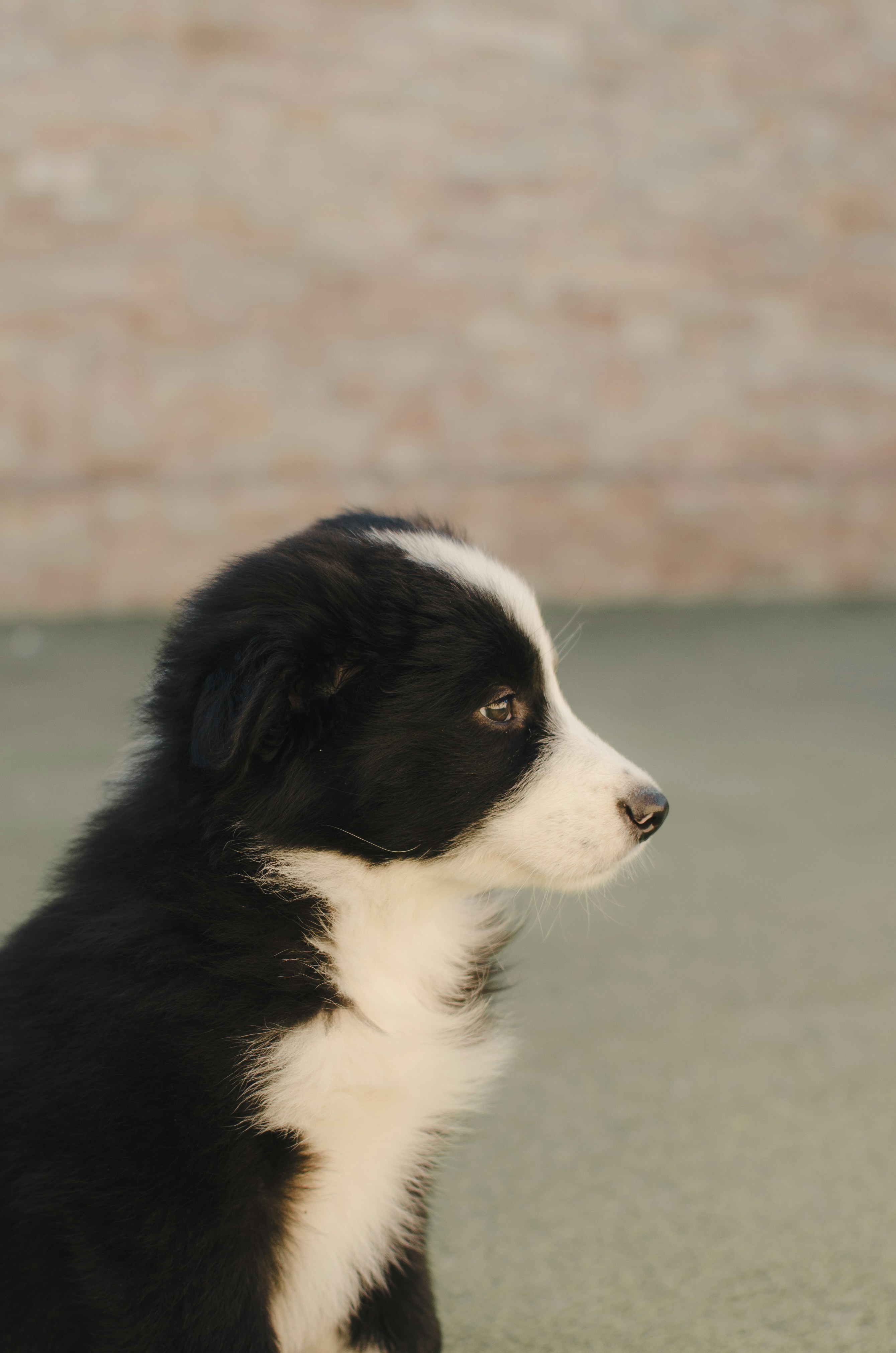 Black and white border collie on green grass field during daytime photo –  Free Black Image on Unsplash, image size:3000x4530