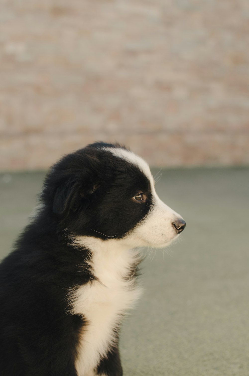 black and white border collie on green grass field during daytime