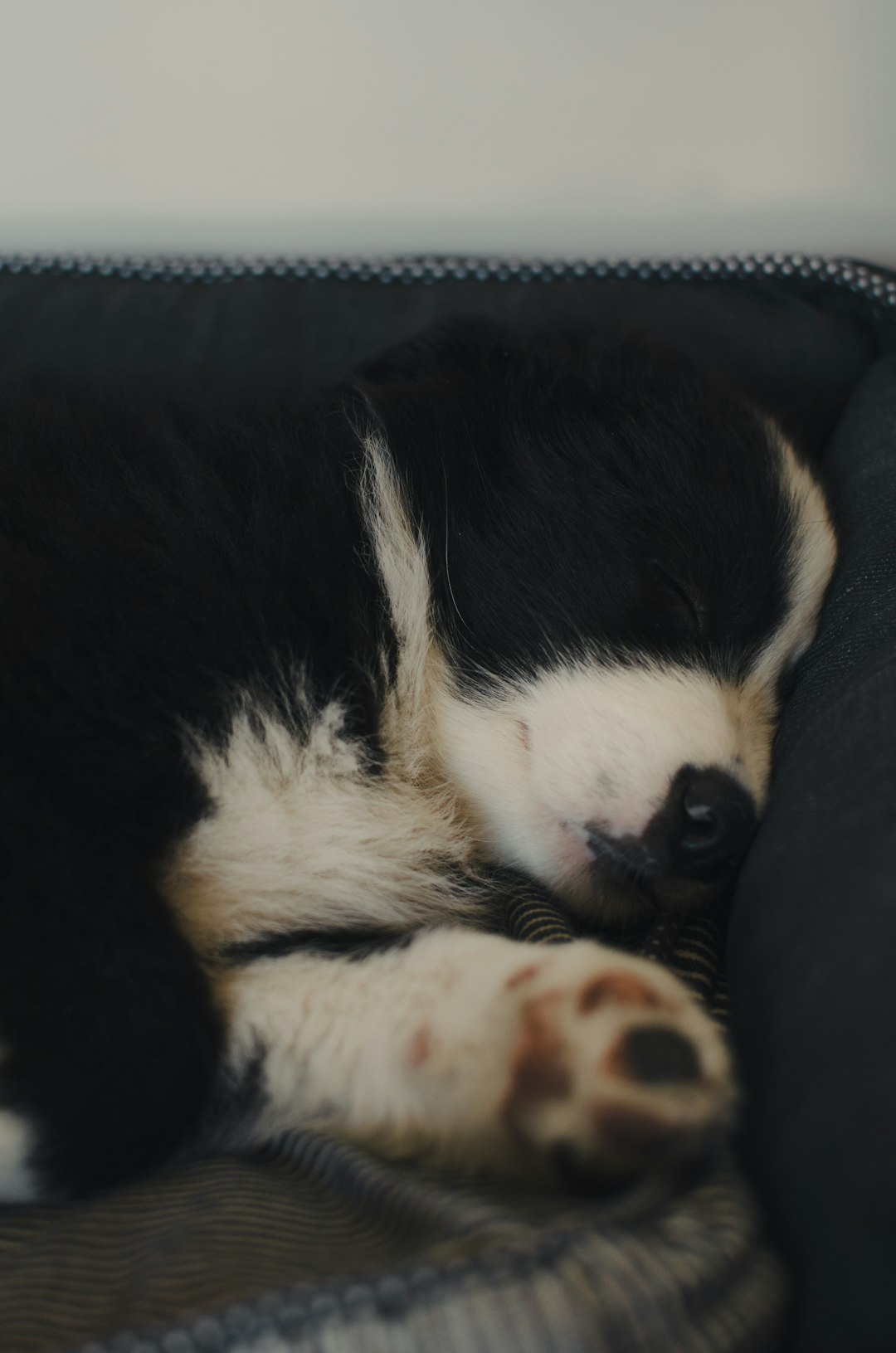 black and white border collie puppy