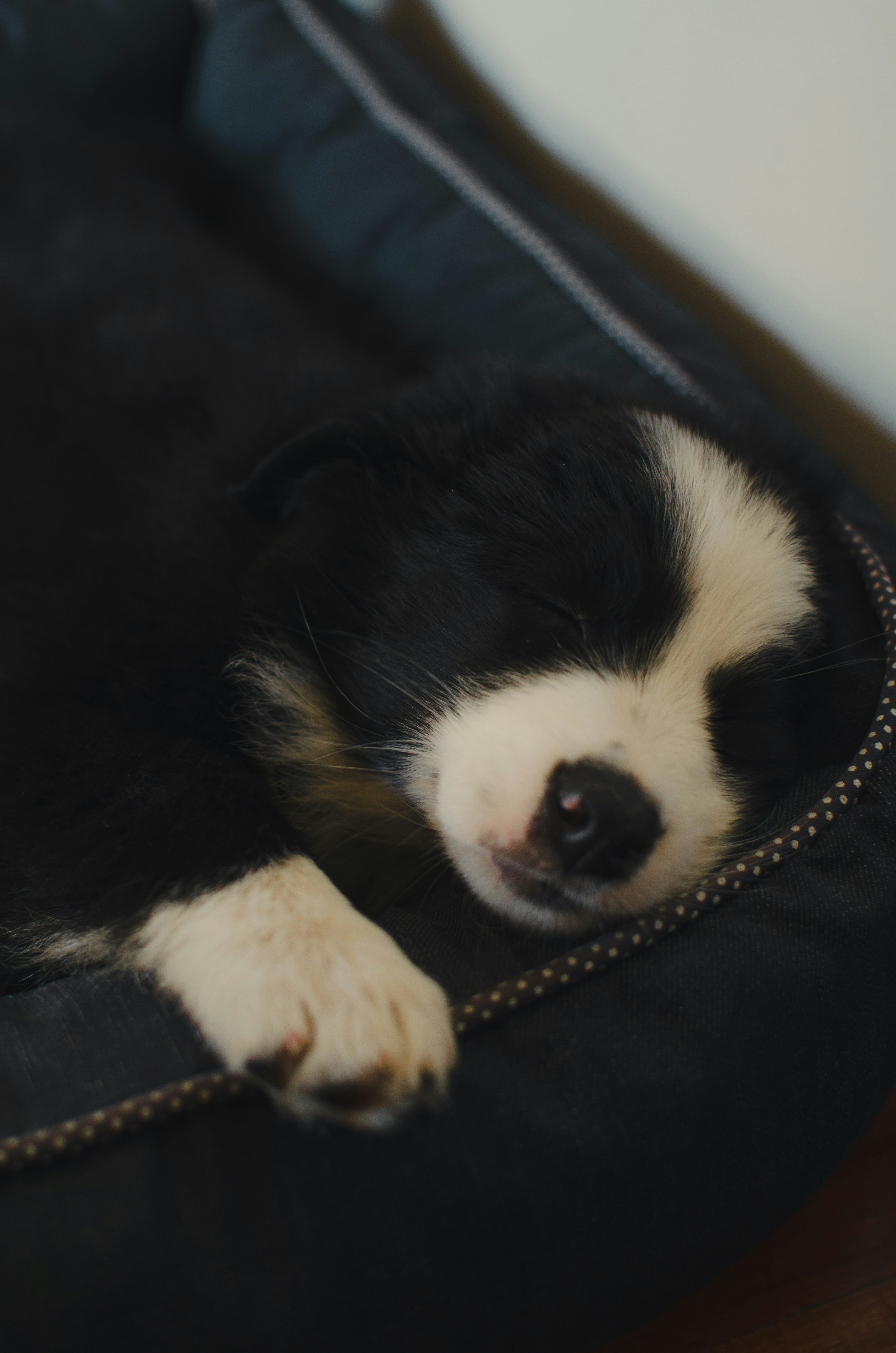 black and white border collie puppy