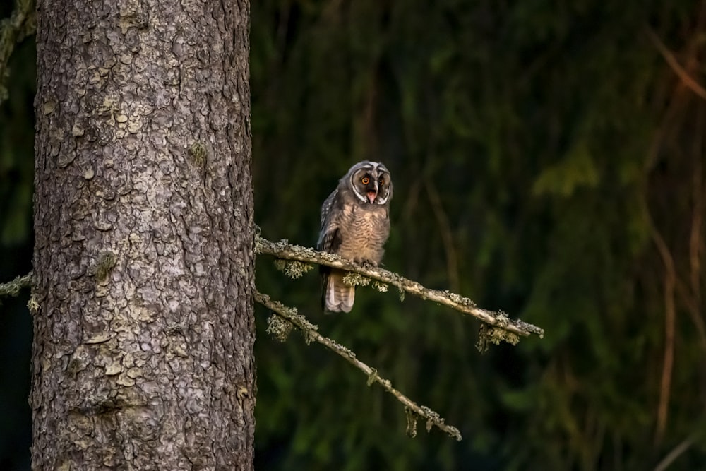 brown and black owl on brown tree branch during daytime