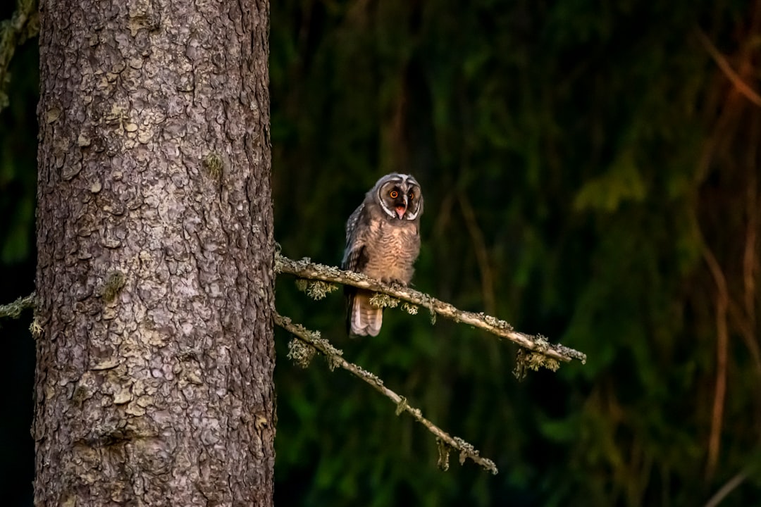 brown and black owl on brown tree branch during daytime