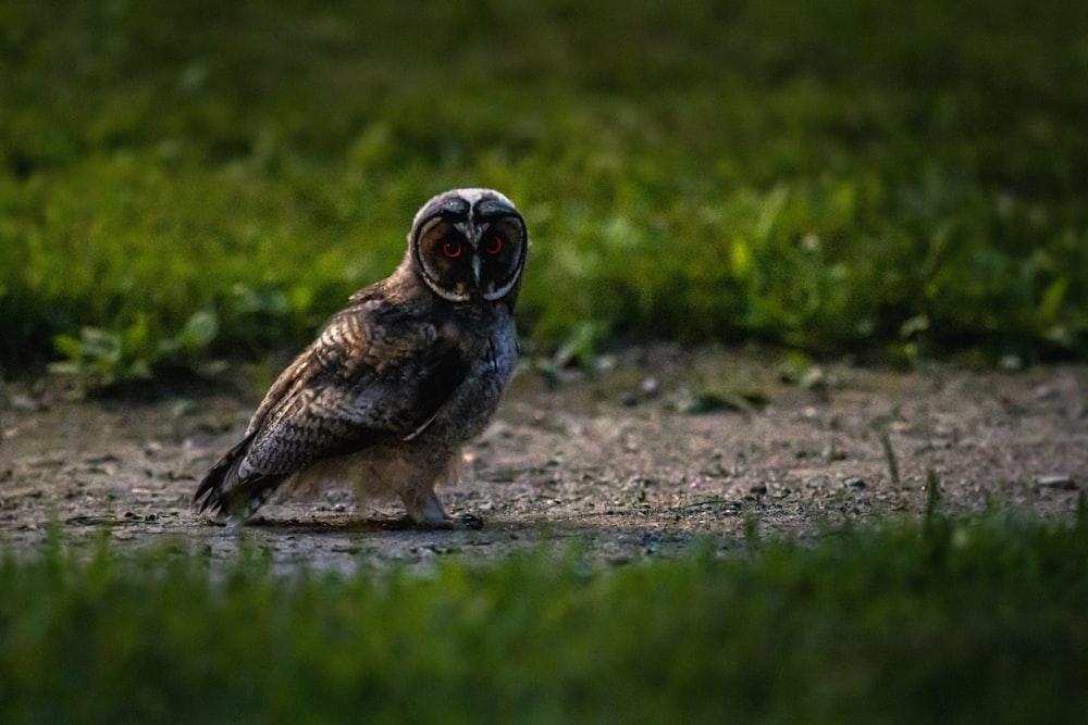 brown and black owl on ground during daytime