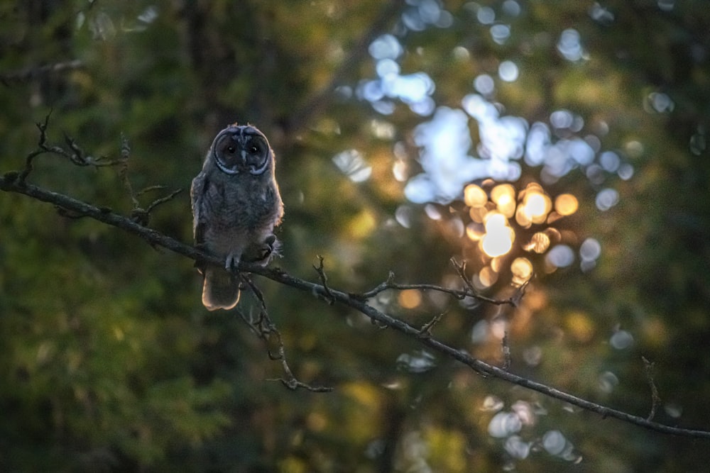 brown owl perched on brown tree branch during daytime