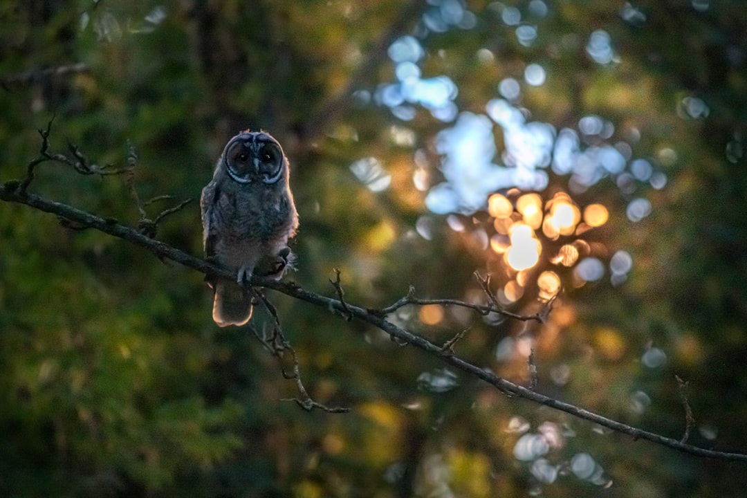 brown owl perched on brown tree branch during daytime