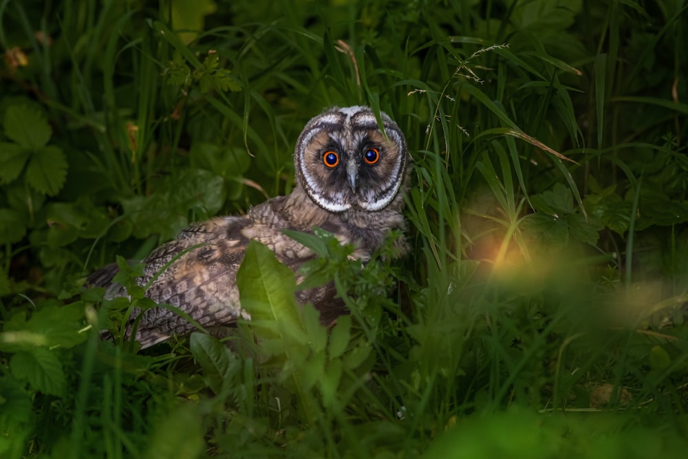 brown owl on green grass during daytime