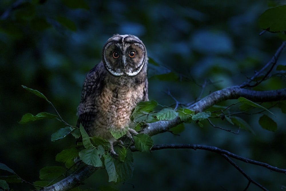 hibou brun sur une branche d’arbre pendant la journée