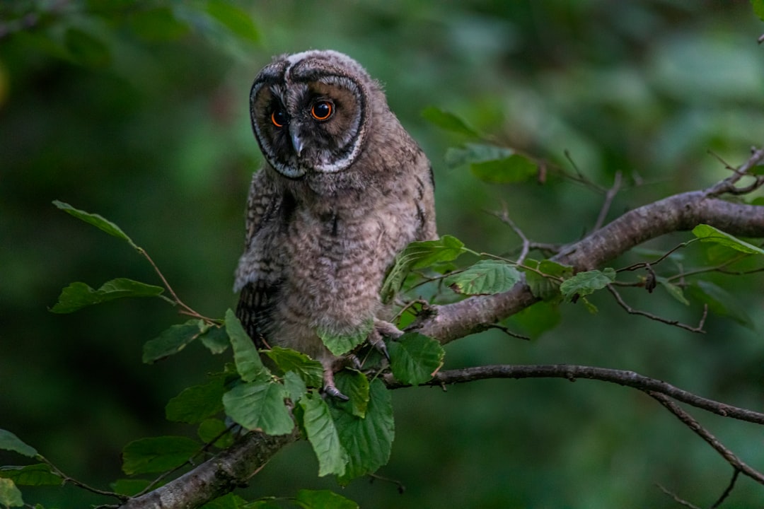 brown owl on green tree branch during daytime