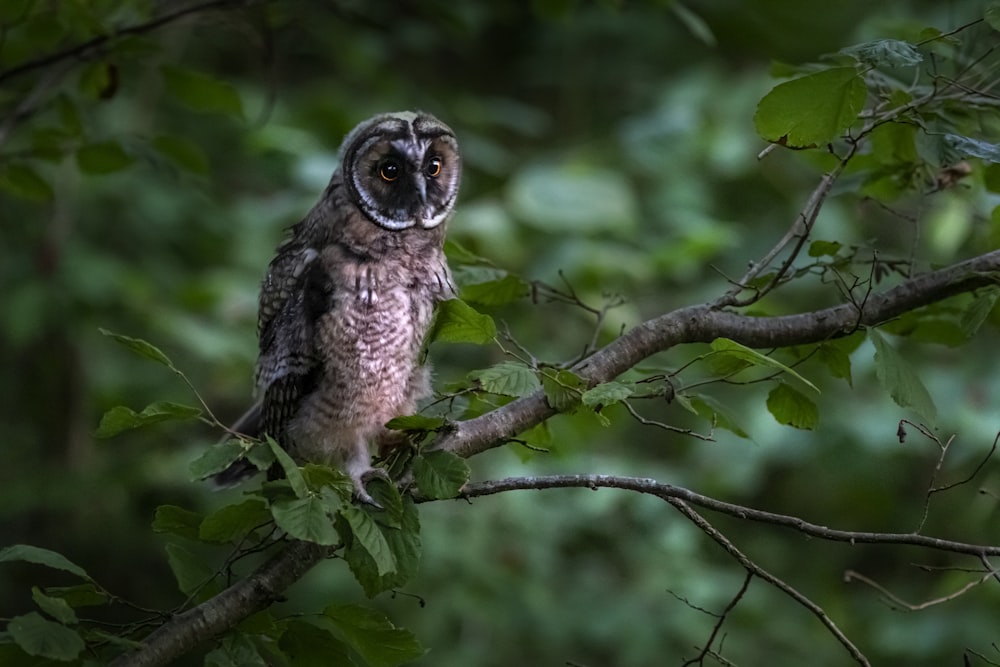 brown owl on tree branch during daytime