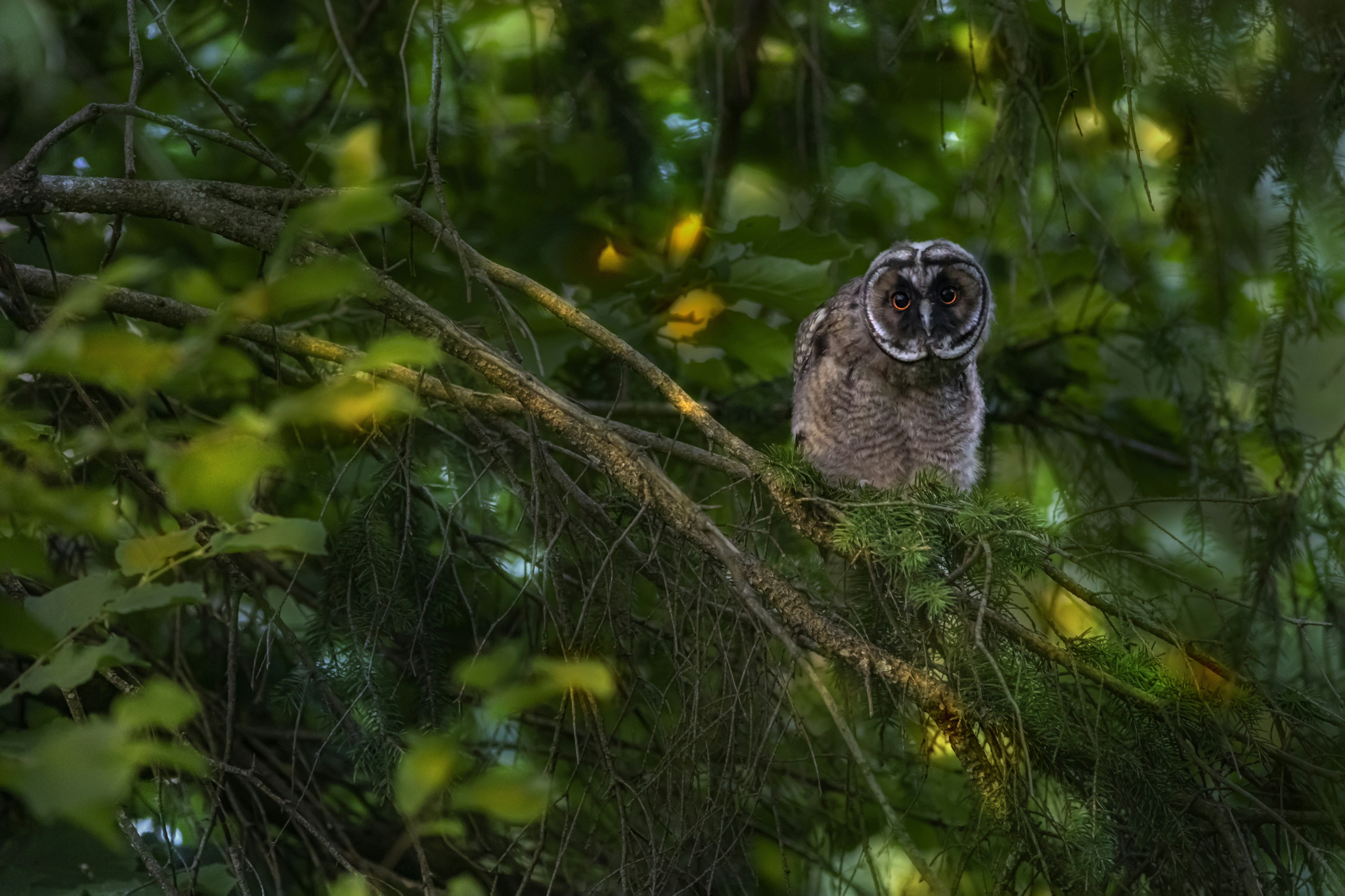 brown owl on brown tree branch during daytime