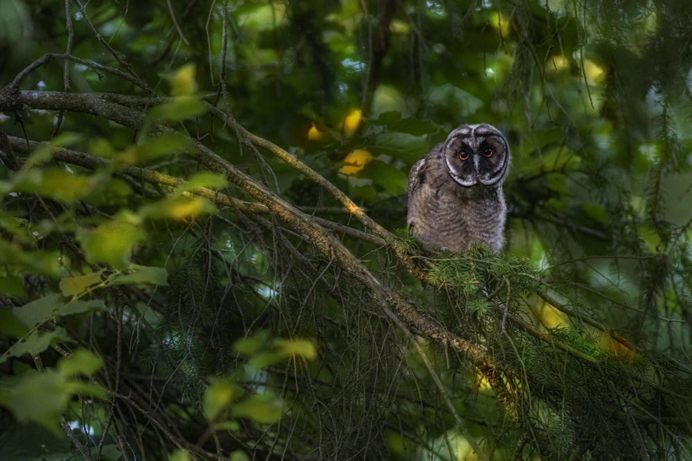 brown owl on brown tree branch during daytime