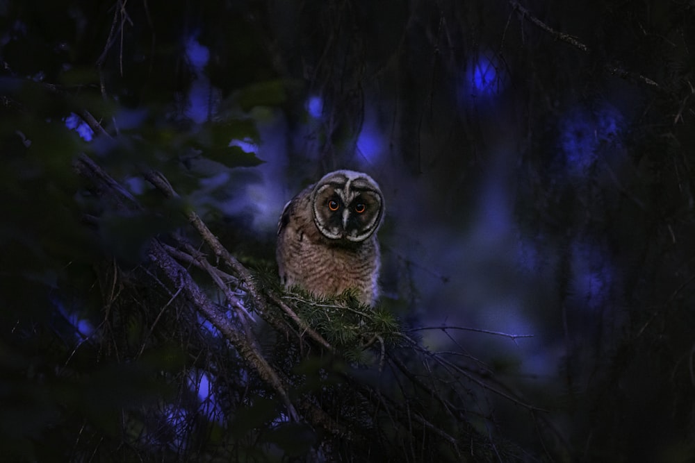 brown owl on brown tree branch
