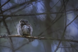 A small owl with fluffy, speckled feathers is perched on a branch within a dense, dark forest. The environment is dimly lit, with shades of green and blue creating a mysterious and serene atmosphere. The background consists of a tangle of branches and leaves that are out of focus.