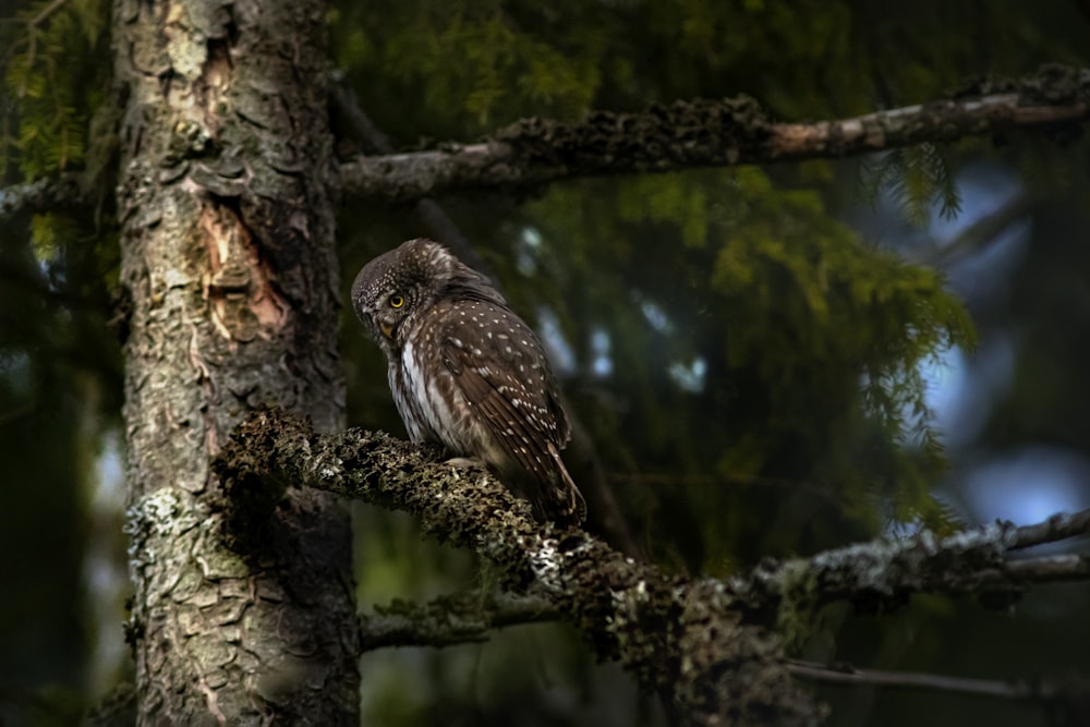 brown and white owl on brown tree branch during daytime