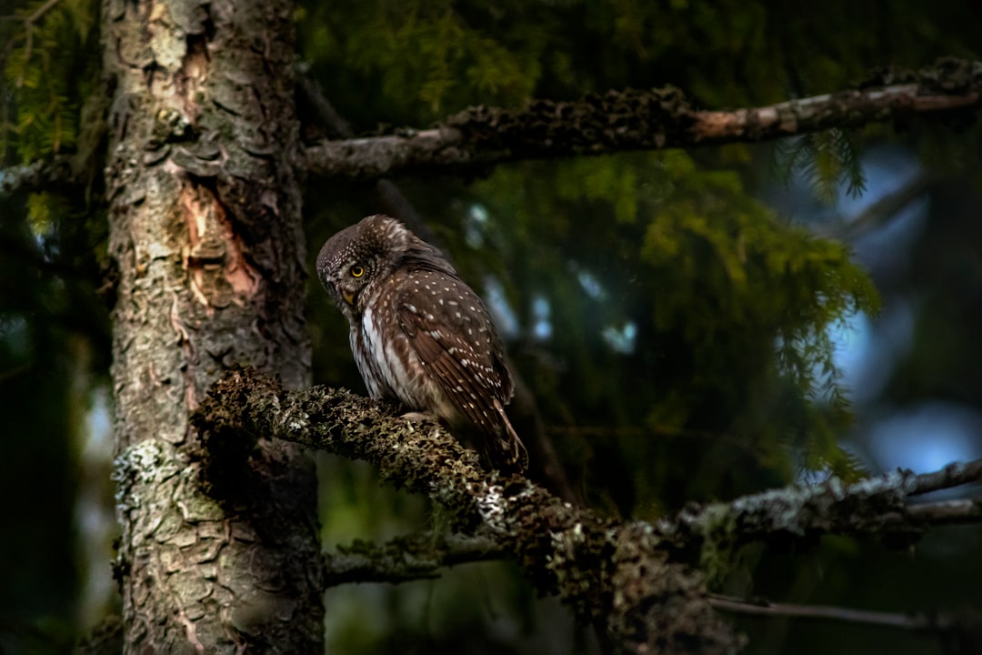 brown and white owl on brown tree branch during daytime