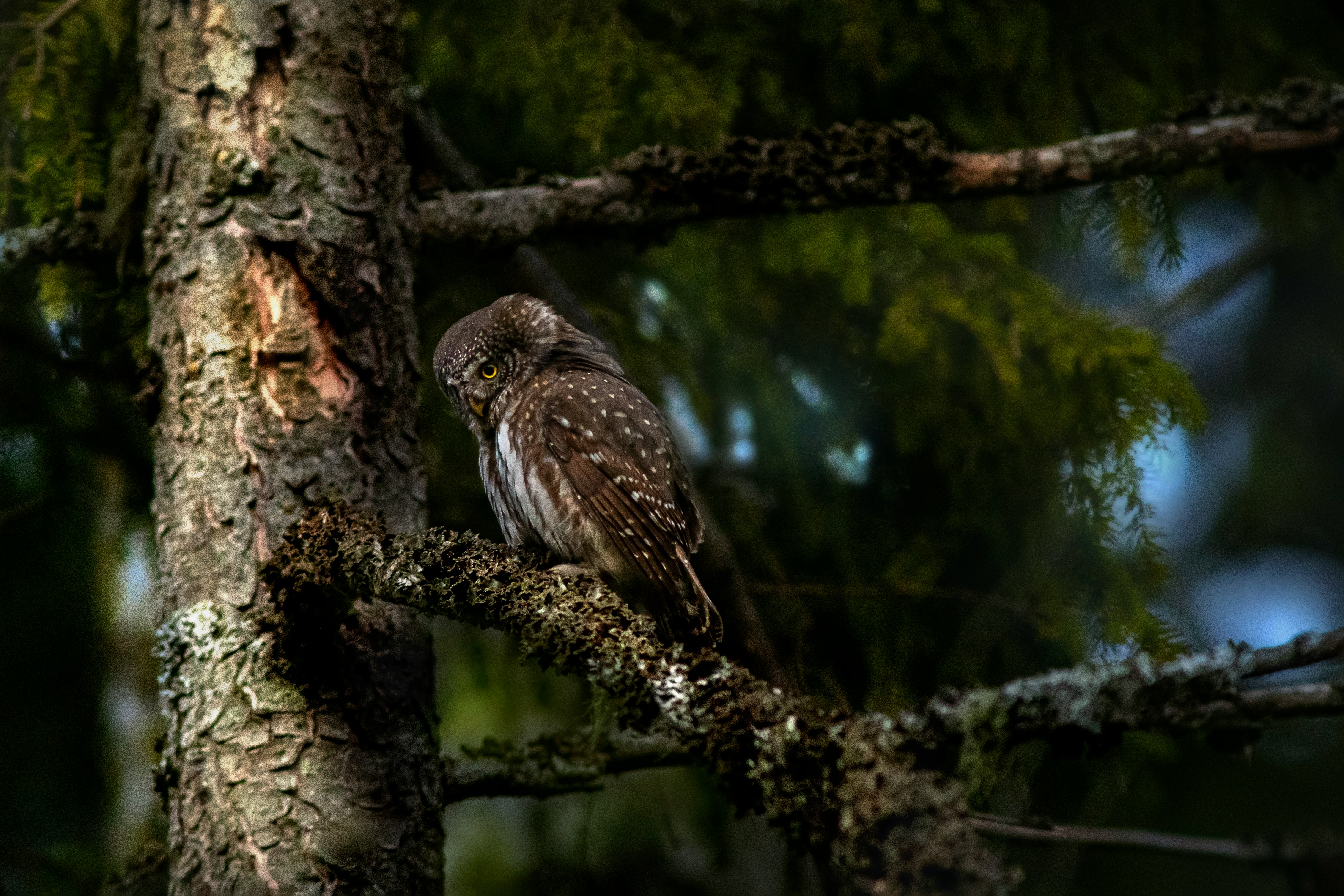 brown and white owl on brown tree branch during daytime