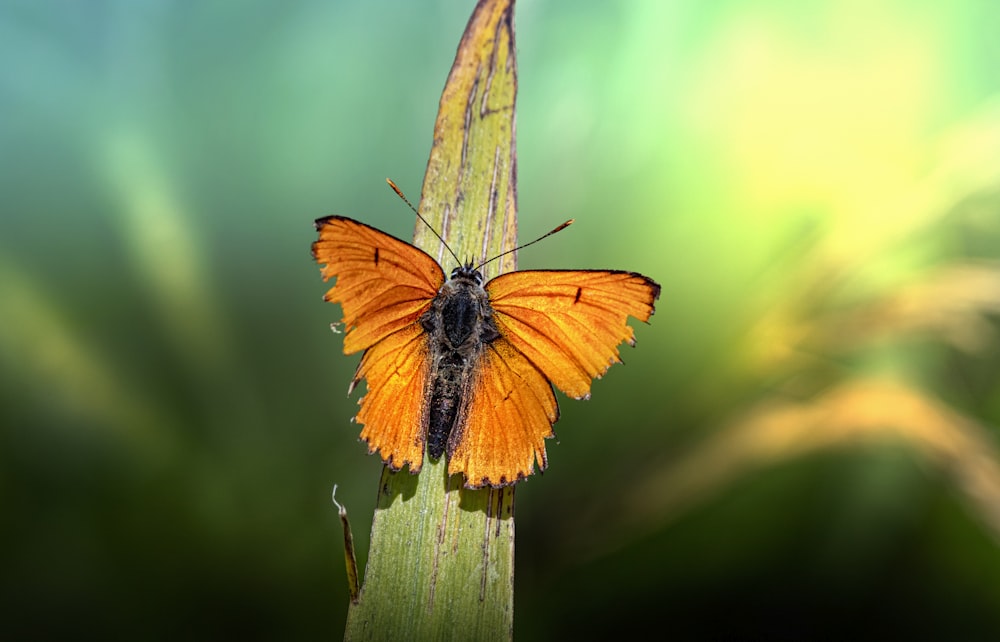 orange and black butterfly on green leaf