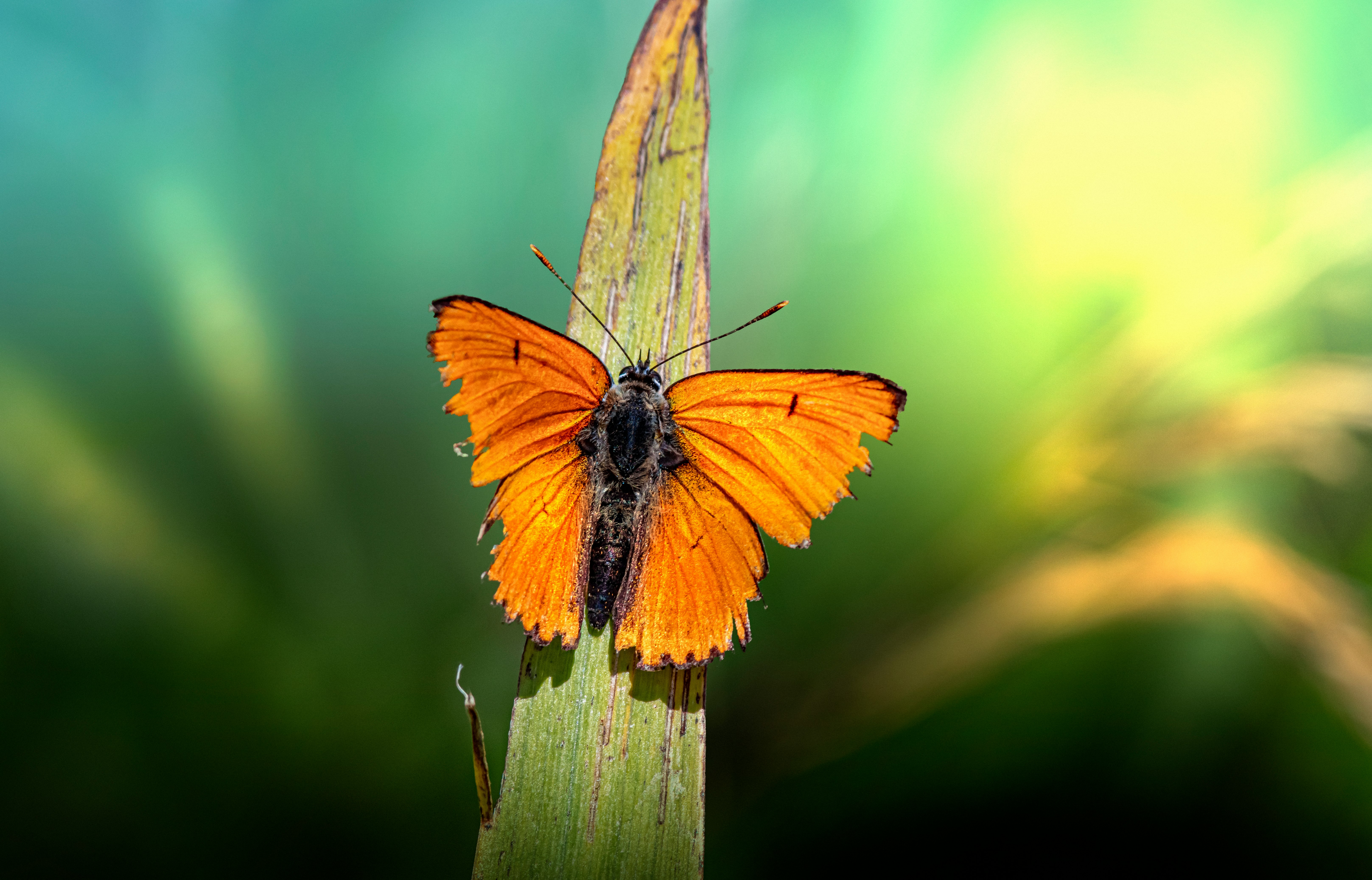 orange and black butterfly on green leaf