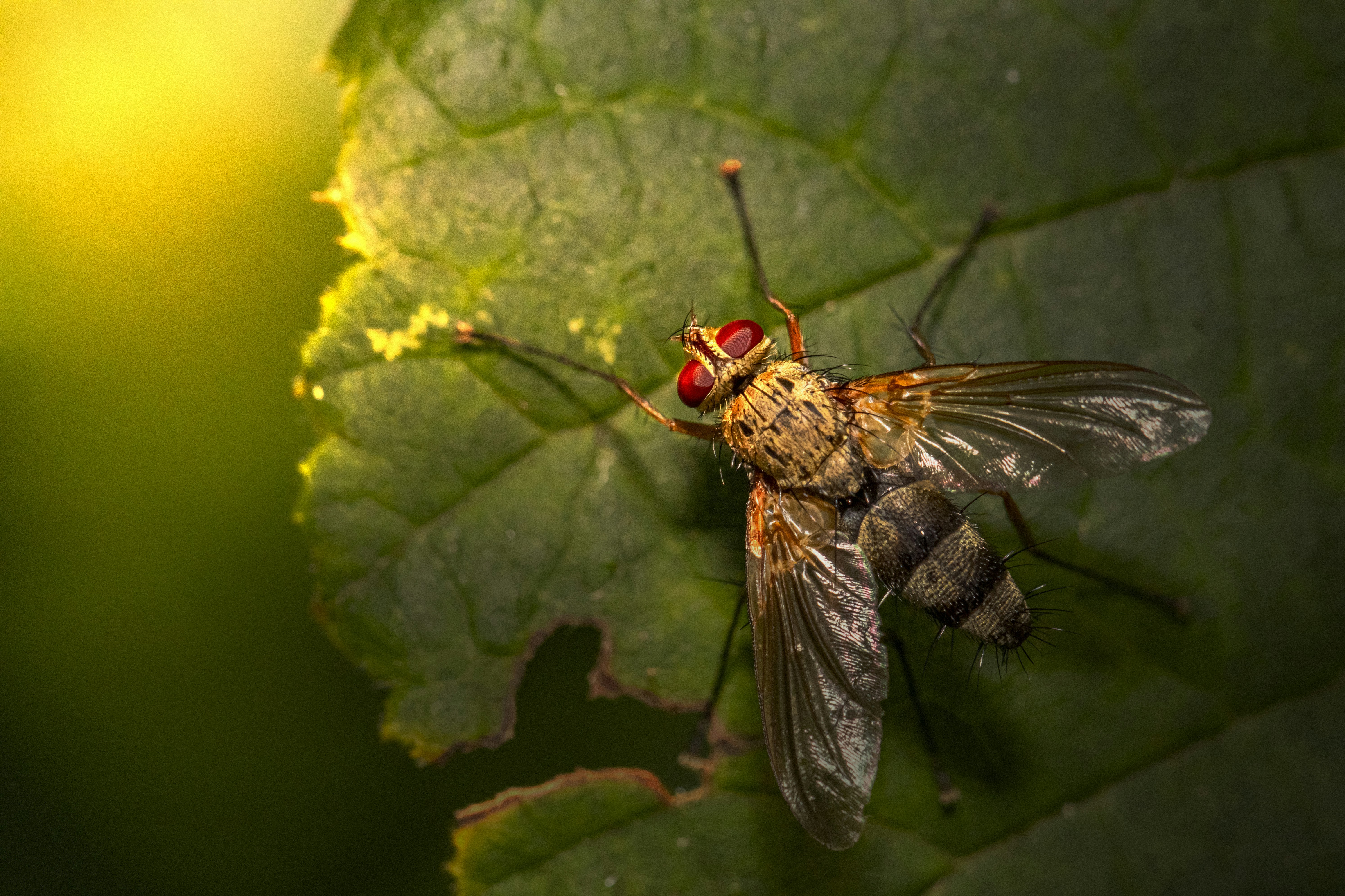 昼間の接写で緑の葉にとまる黒いフライの写真 Unsplashで見つける飛ぶの無料写真