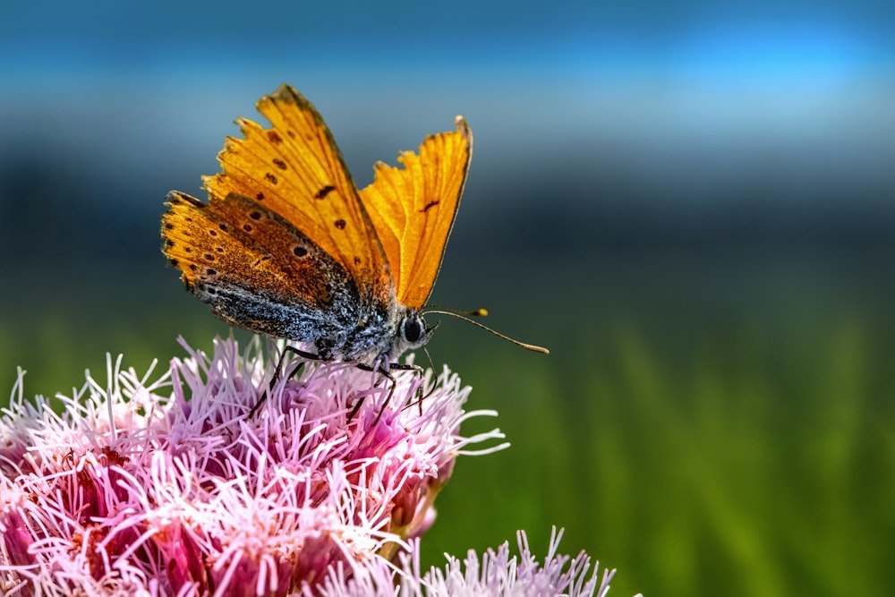 brown butterfly perched on pink flower in close up photography during daytime