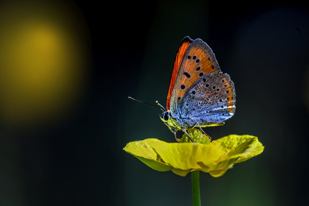 brown and white butterfly perched on yellow flower in close up photography during daytime