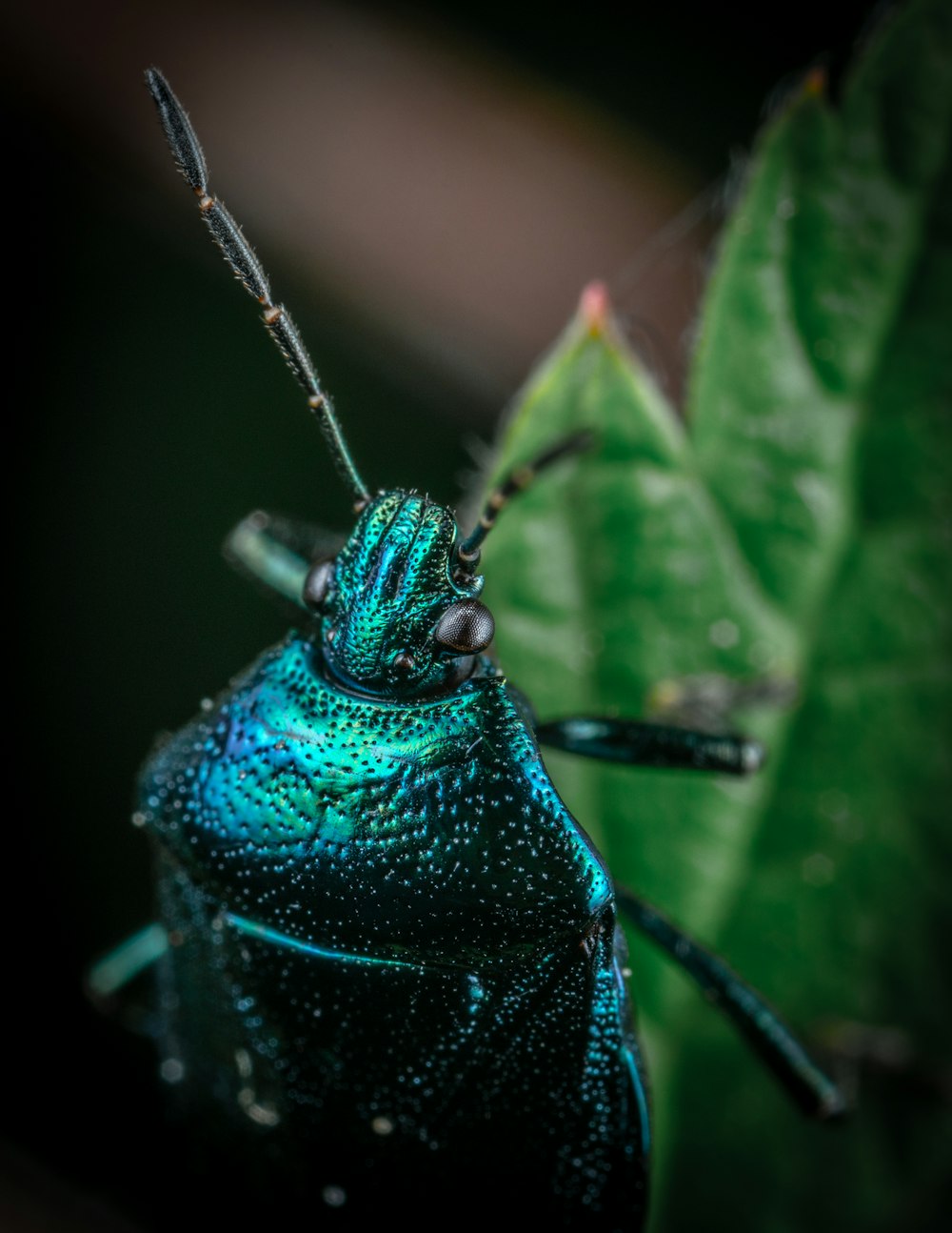 緑の葉の上の青いカブトムシ